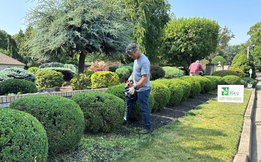 Employee trimming hedges